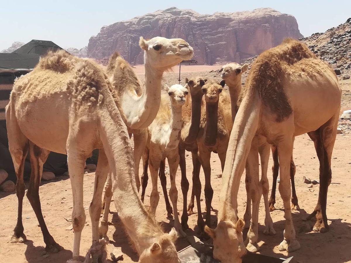 Climbers House In Wadi Rum Luaran gambar